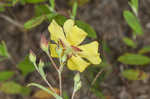 Georgia frostweed